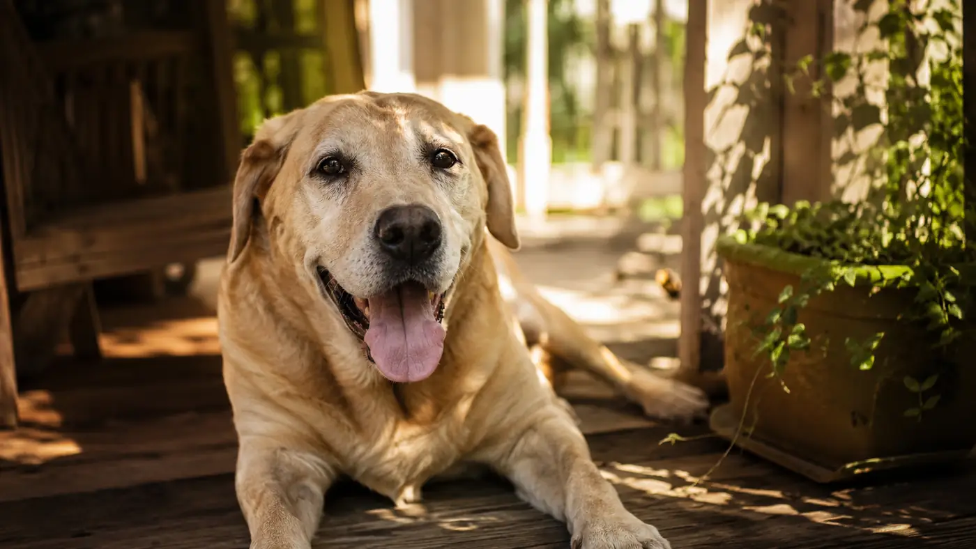 Senior Lab mix panting in a shaded backyard on a hot summer day